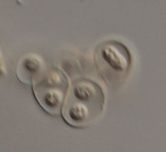 Chondrocystis