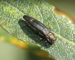 Agrilus quadriguttatus niveiventris