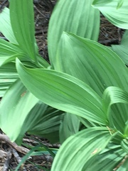Veratrum viride