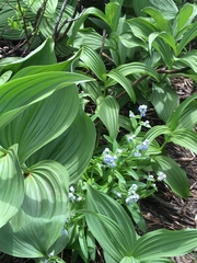 Veratrum viride