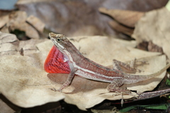 Anolis taylori