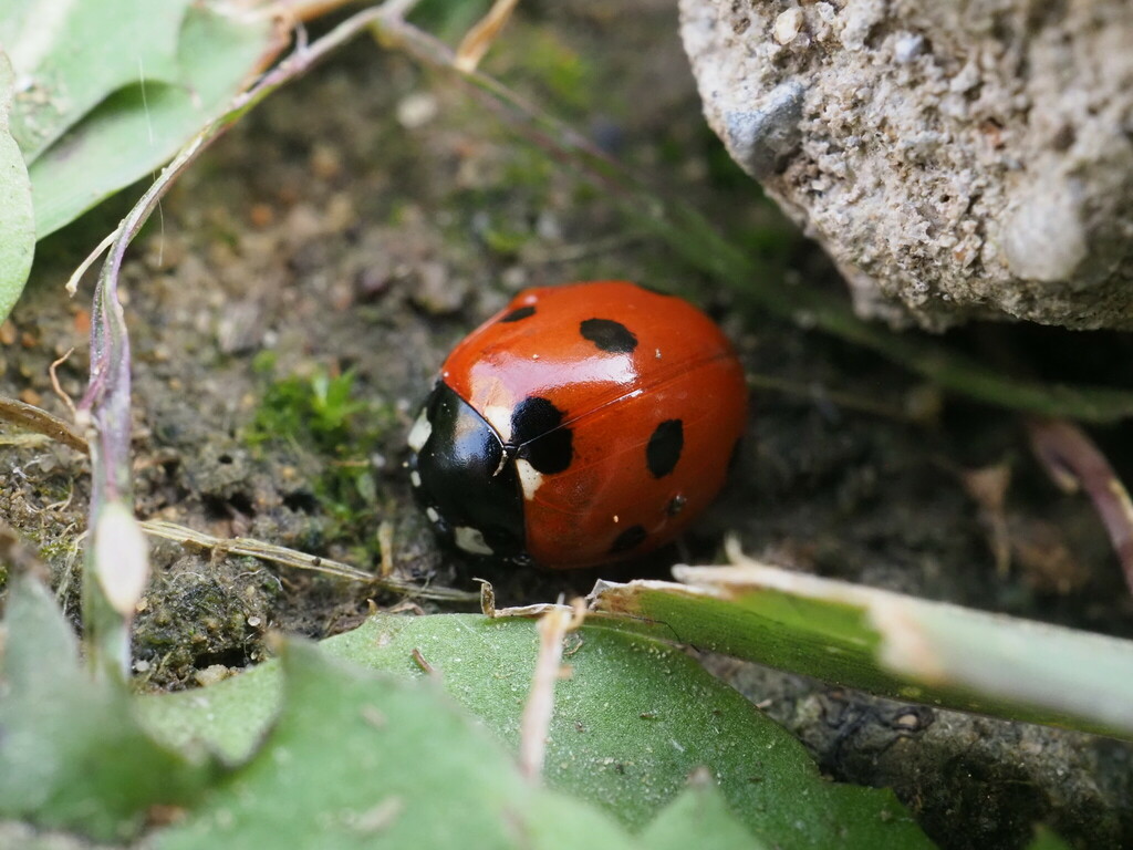 Seven spotted Lady Beetle From Fengtai District Beijing China On Seven spotted Lady Beetle From Fengtai District Beijing China On
