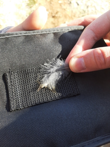 Plume de Perdrix bartavelle