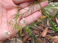 Platysace linearifolia