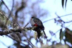Priotelus roseigaster