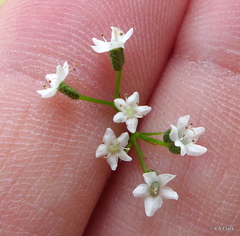 Platysace linearifolia