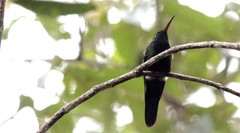 Riccordia swainsonii