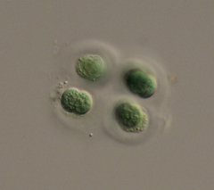 Chroococcus turgidus