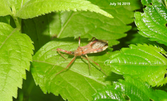 Epidaus tuberosus