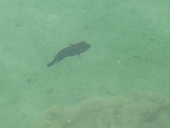 Herichthys minckleyi