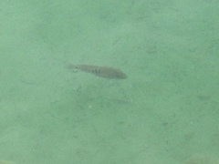 Herichthys minckleyi