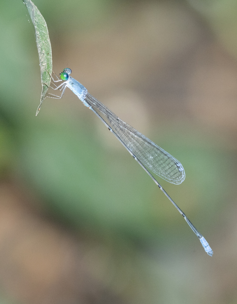 Teinobasis samaritis