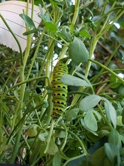 Papilio polyxenes