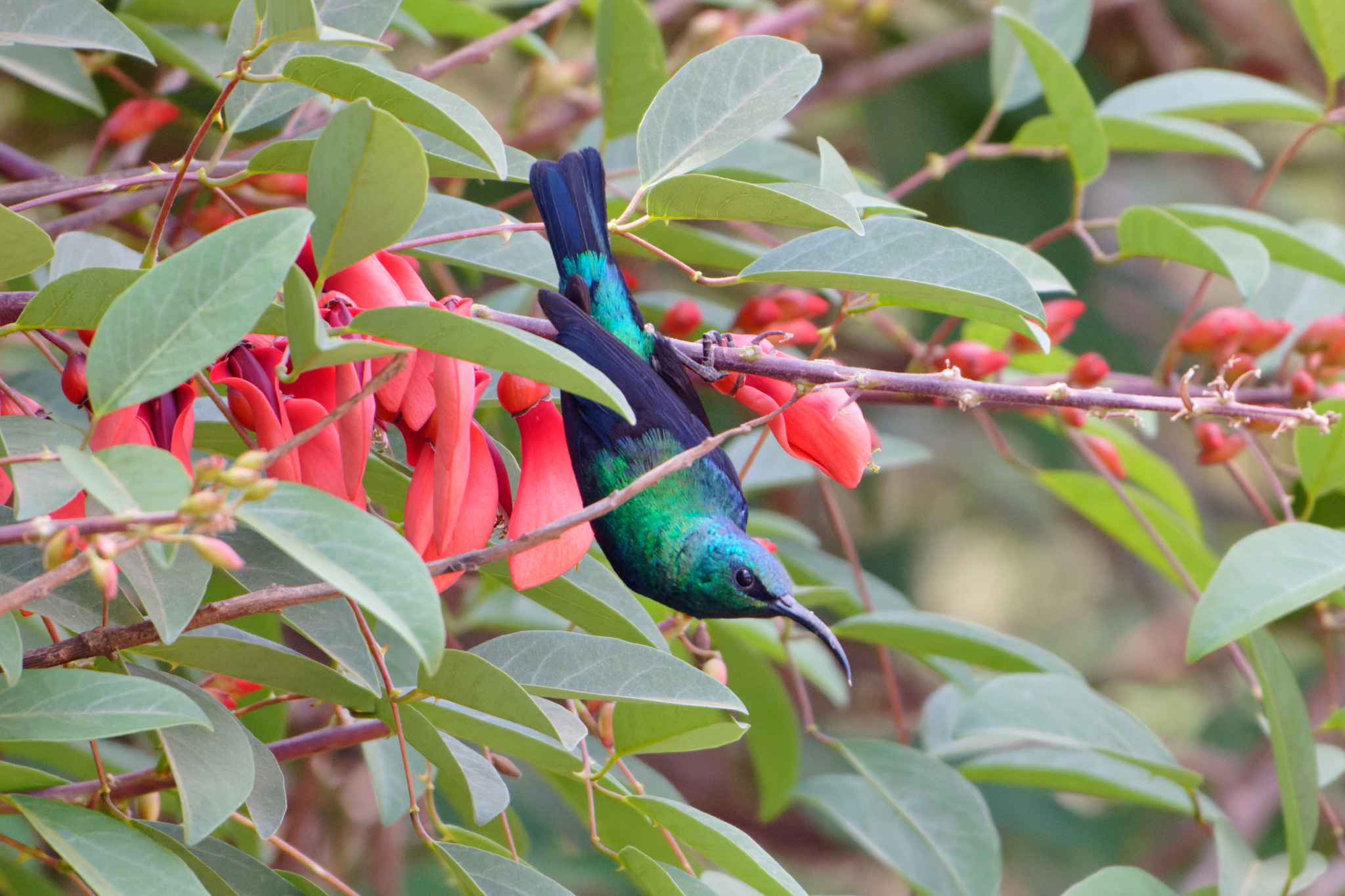 Malagasy Green Sunbird (Cinnyris notatus), photo 8