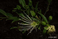 Thilachium africanum