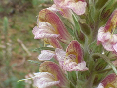 Pedicularis procera