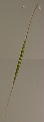 Closterium setaceum