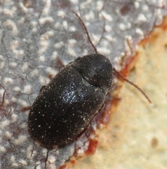 Dryophilodes niger