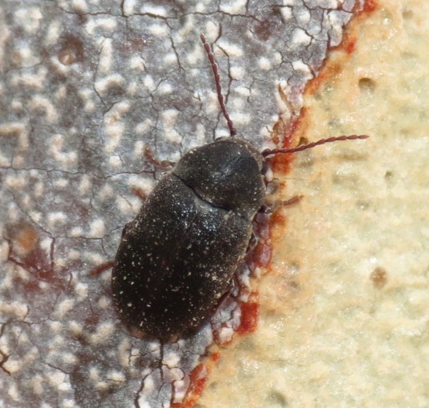Dryophilodes