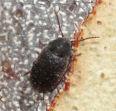Dryophilodes niger