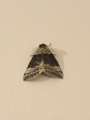 Tetheella fluctuosa