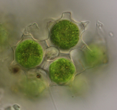 Coelastrum pulchrum