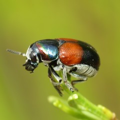 Megalostomis pyropyga