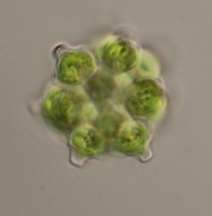 Coelastrum pulchrum