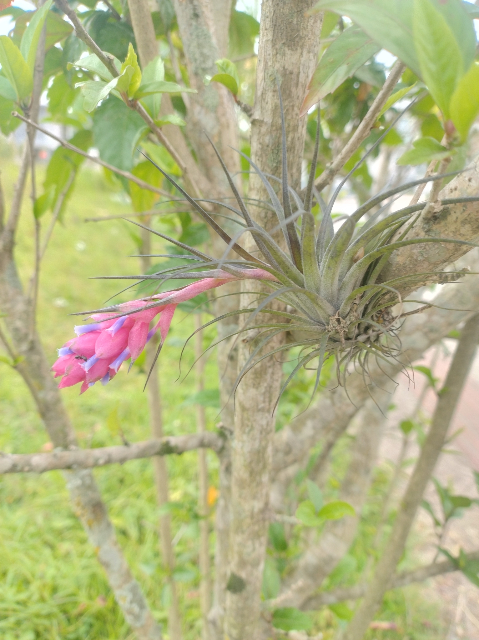 Tillandsia stricta