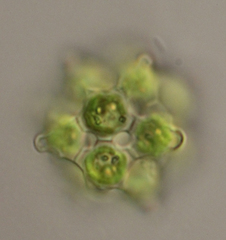 Coelastrum pulchrum