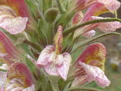 Pedicularis procera