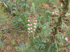 Pedicularis procera