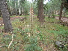 Pedicularis procera