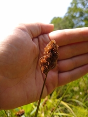Carex tribuloides