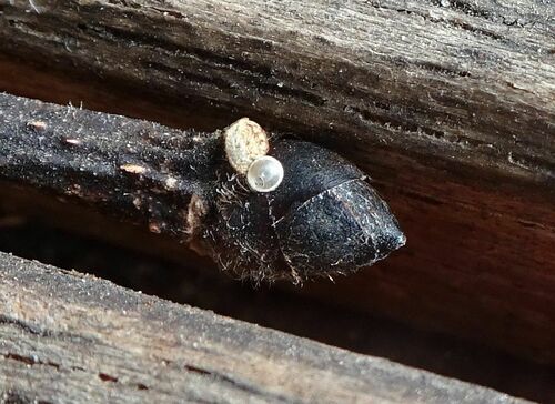 White-letter Hairstreak