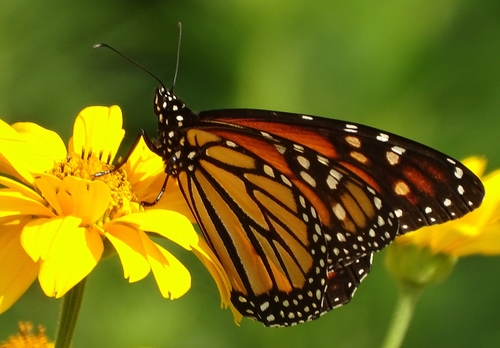 Monarch photographed in Vermont