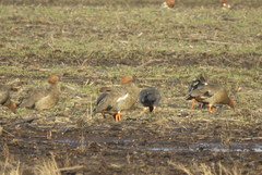 Chloephaga rubidiceps