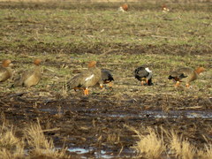 Chloephaga rubidiceps