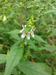 Stachys tenuifolia