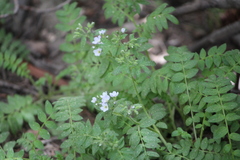 Polemonium pulcherrimum delicatum