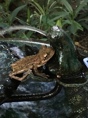 Osteopilus septentrionalis