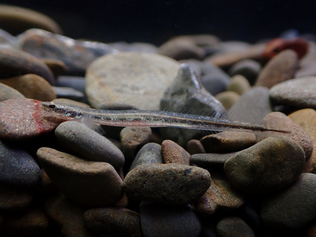 Gill's goby (Eutaeniichthys gilli) — Gobiidae