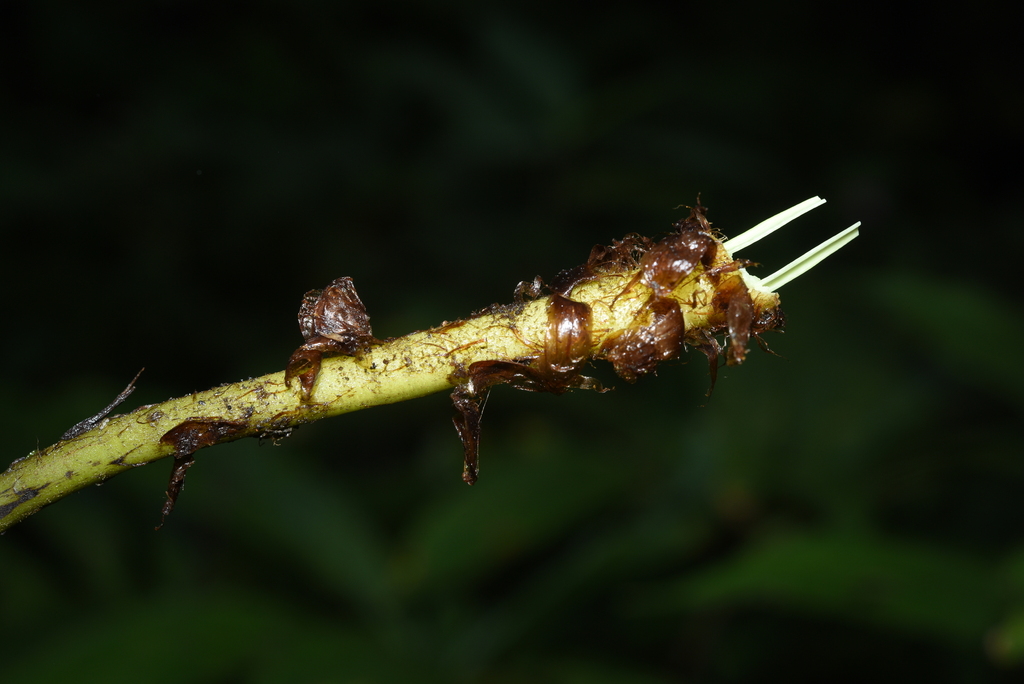 Deparia auriculata
