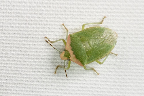 Southern Green Stink Bug