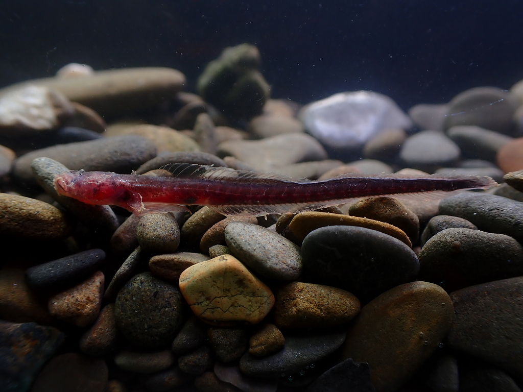 Bearded eel goby (Taenioides cirratus) — Gobiidae