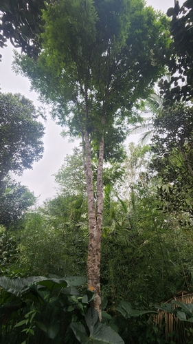 Foto de Amora
