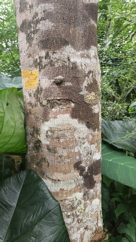 Foto de Amora