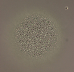 Coelosphaerium