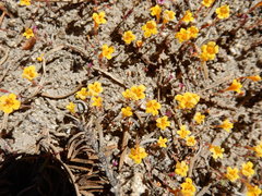 Erythranthe montioides