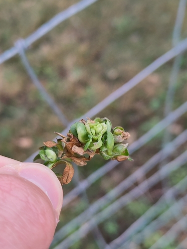 Mouse-ear Gall Aphid